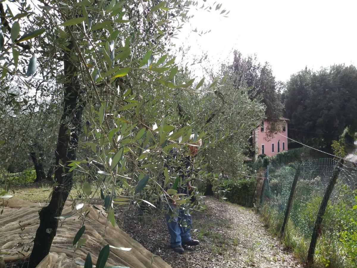 Podere Il Leccione Palaia Εξωτερικό φωτογραφία